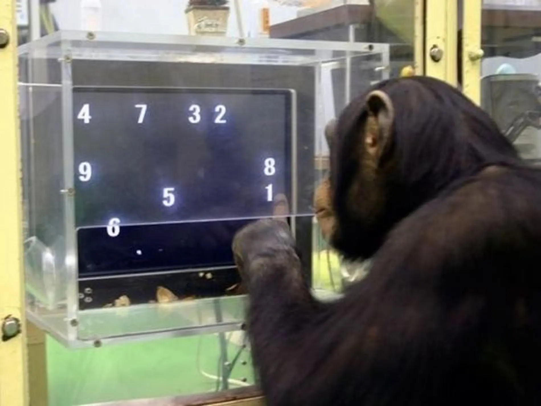 test de inteligencia para monos - Qué prueba la prueba del chimpancé