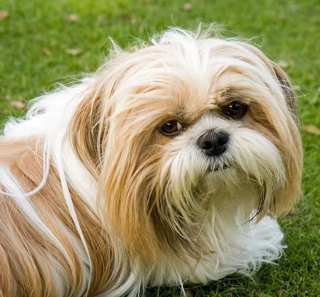 chitsu perros mas inteligentes - Qué rango tiene Shih Tzu en el perro más inteligente