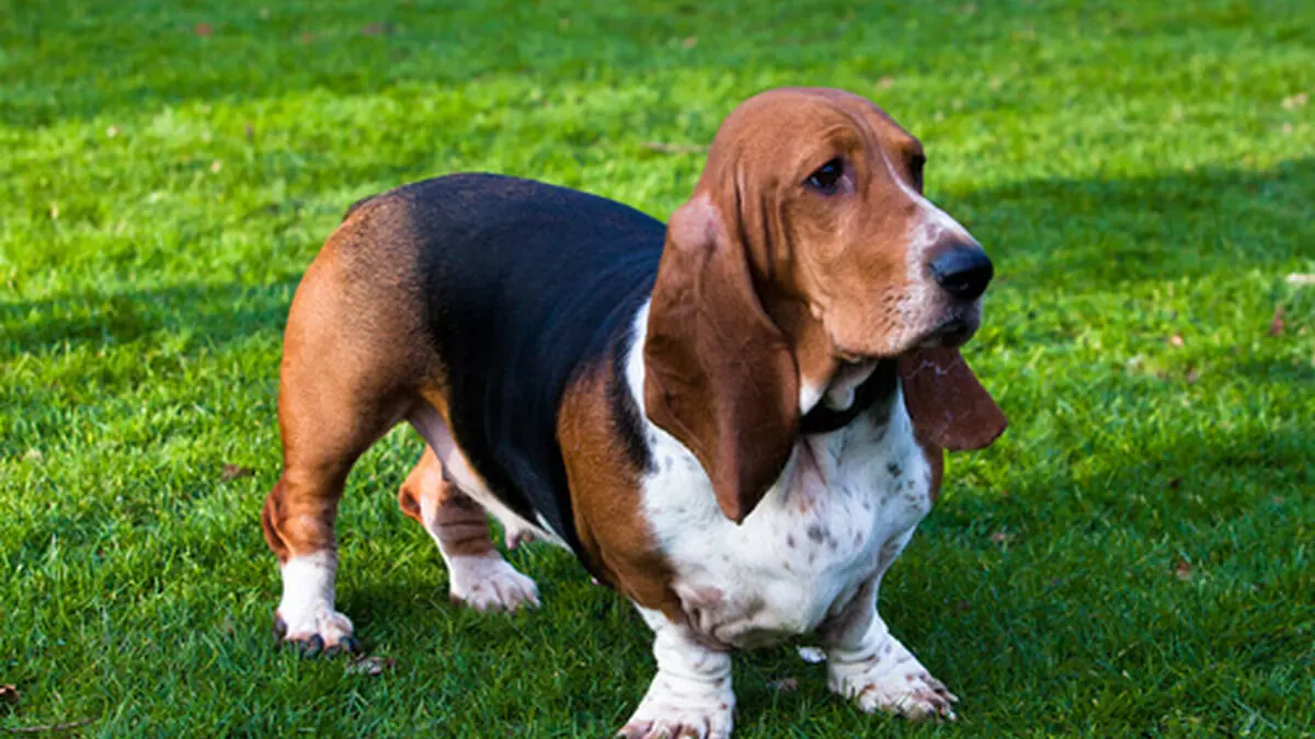 Los perros menos inteligentes y menos obedientes - Qué raza de perro es el menos inteligente los perros menos inteligentes y menos obedientes - Qué raza de perro es el menos inteligente