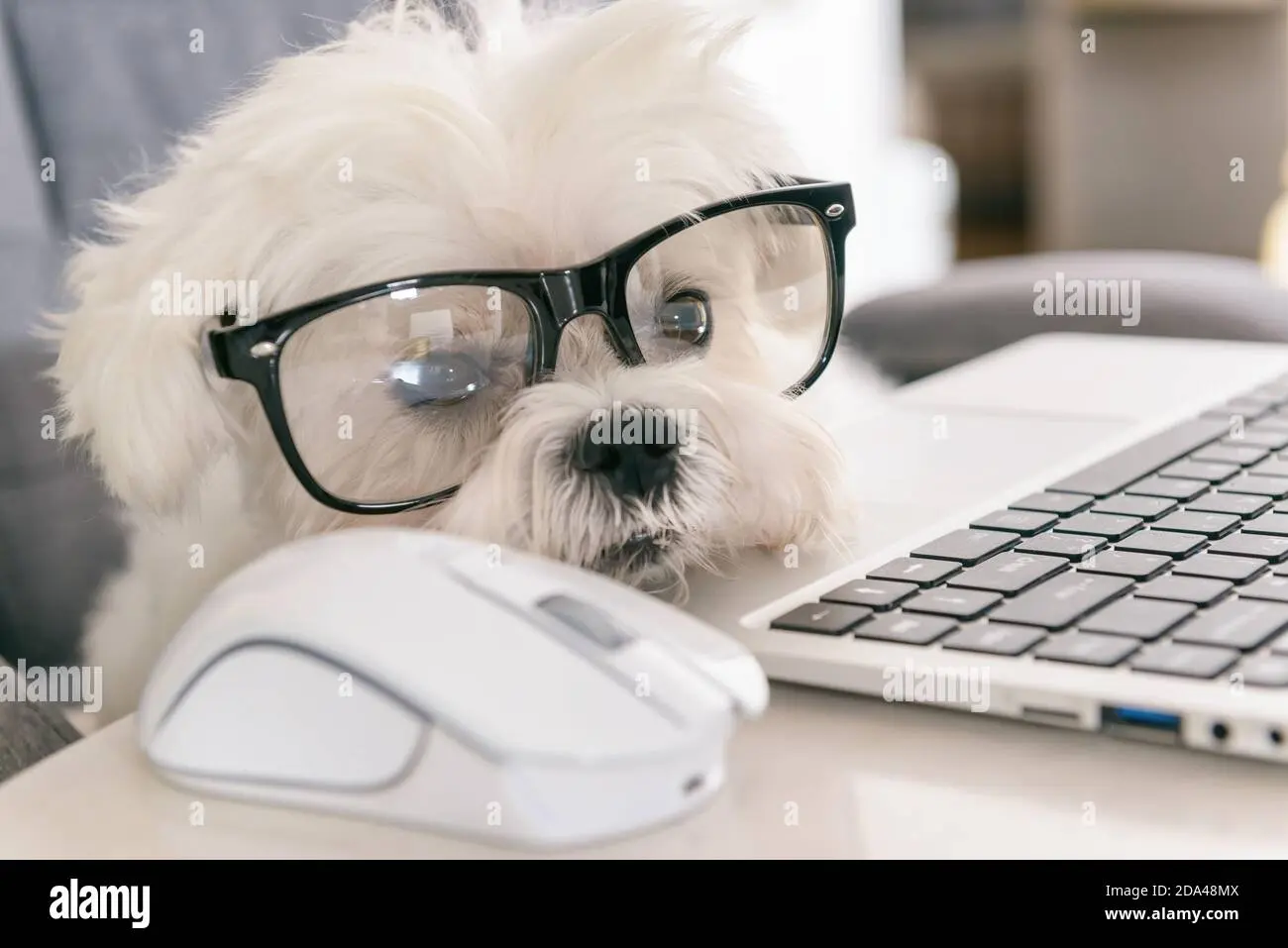 perro blanco inteligente - Qué raza de perro es el señor Peabody