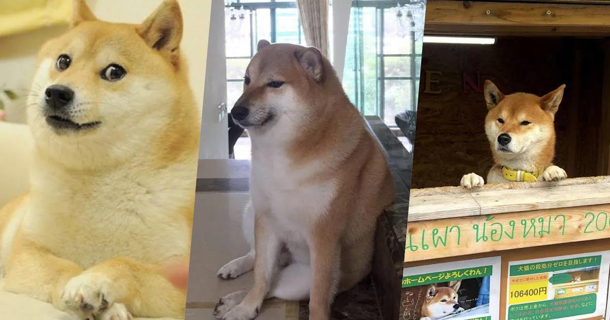perro inteligente meme - Qué raza era Cheems