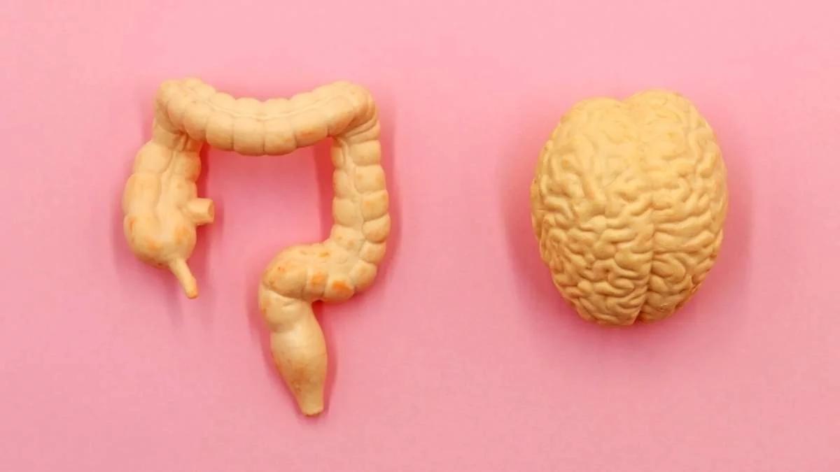 inteligencia intestinal - Qué relacion hay entre el intestino y el cerebro