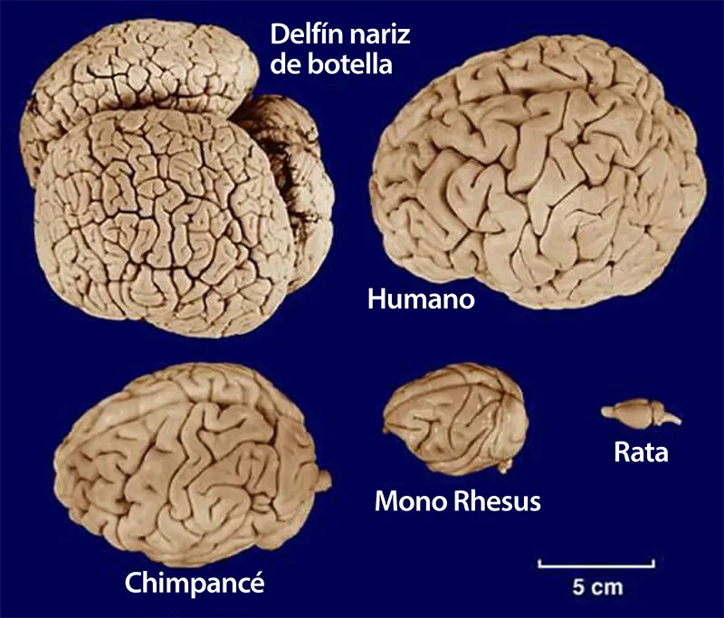 cerebro grande mas inteligente - Qué relación hay entre el tamaño del cerebro y la inteligencia