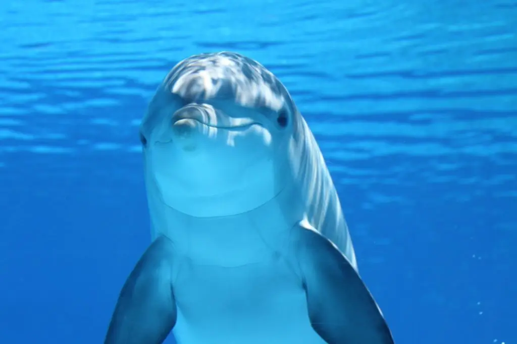 animales marinos que rimen con inteligente - Qué rima con la ballena