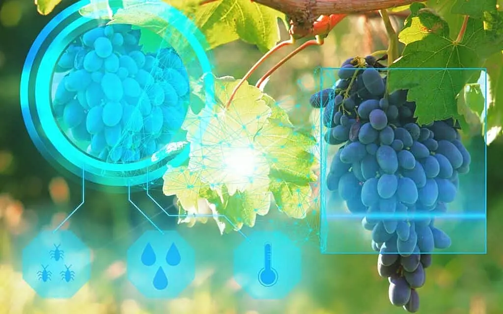 viticultura inteligente - Qué se hace en la vitivinicultura