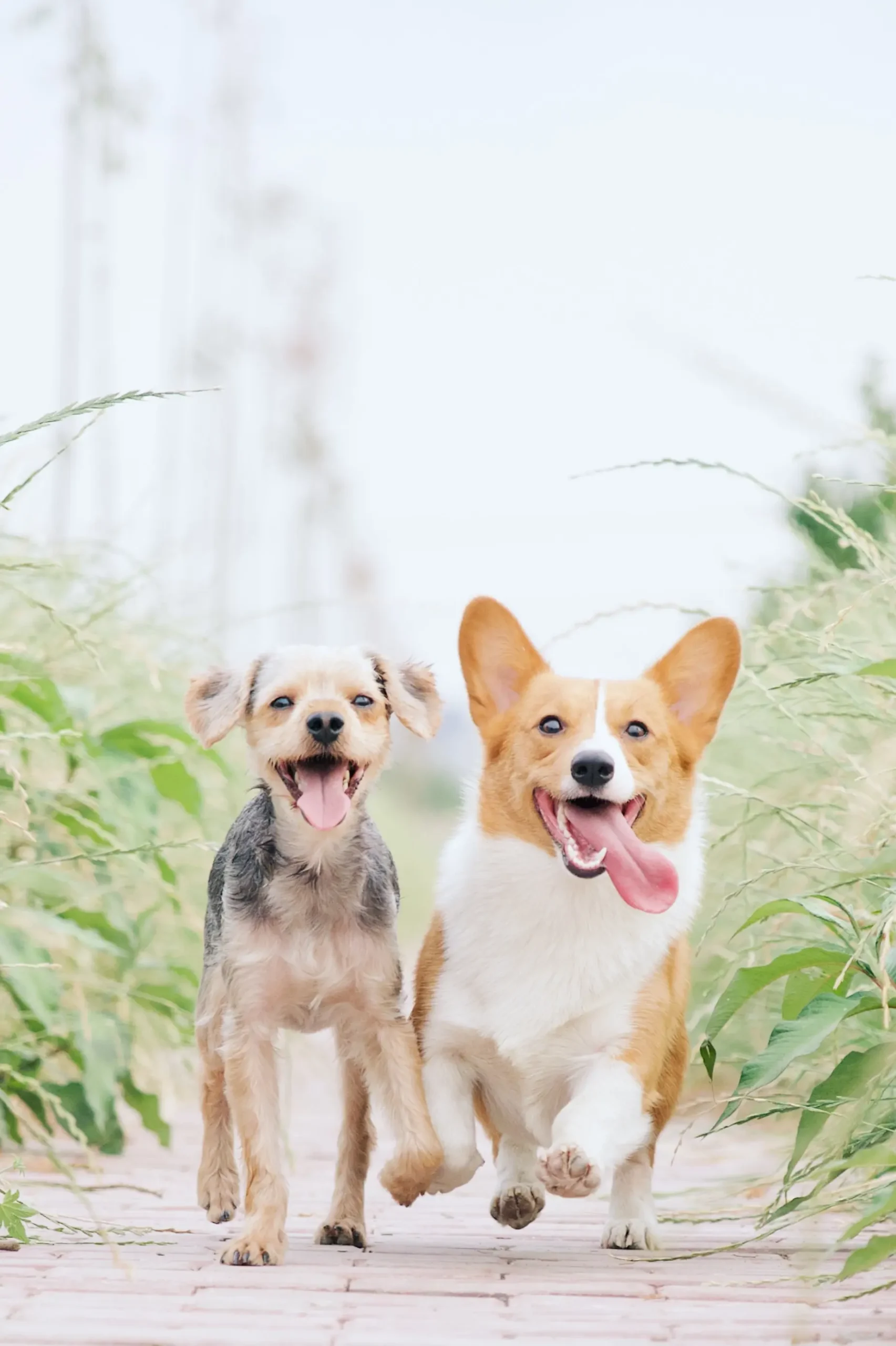 Cómo funciona la inteligencia emocional en perros - Qué se necesita para que un perro sea de apoyo emocional como funciona la inteligencia emocional en perros - Qué se necesita para que un perro sea de apoyo emocional
