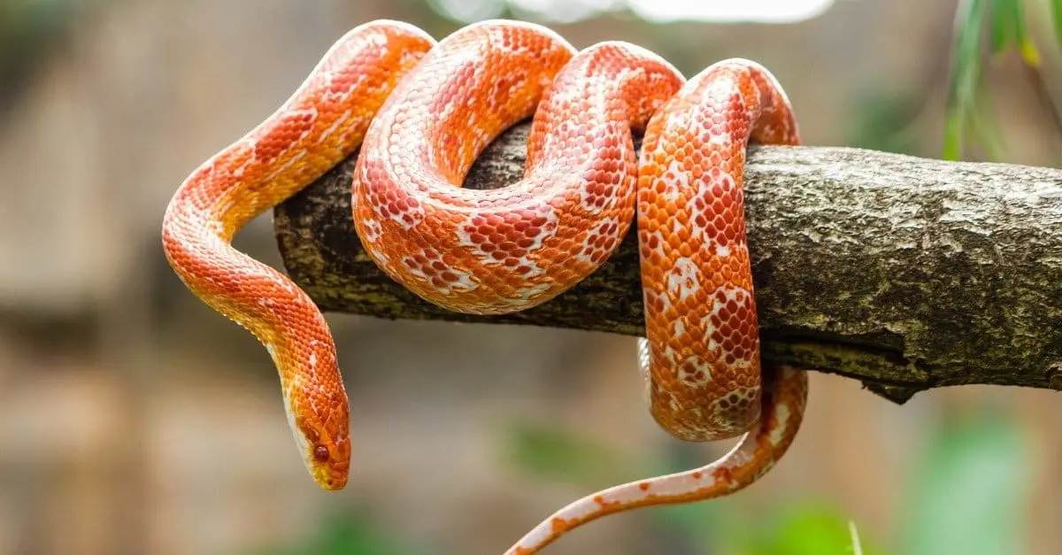 serpiente inteligente - Qué serpiente tiene mejor personalidad