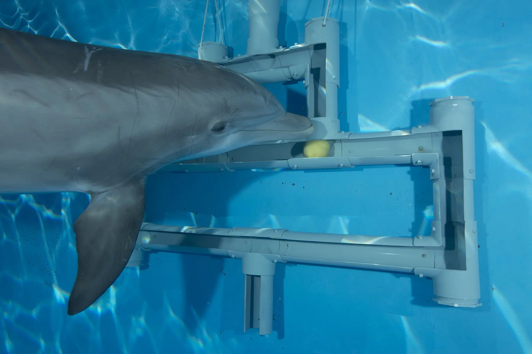 delfin ghasiendo algo inteligente - Qué significa el delfín en la psicología