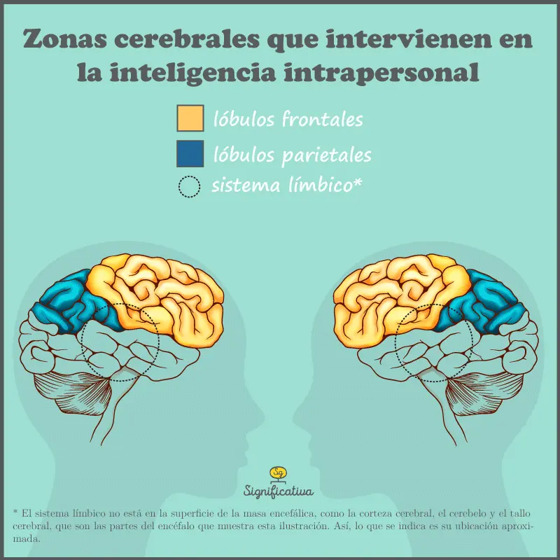 cerebro lado inteligencia - Qué significa pensar con el lado derecho del cerebro