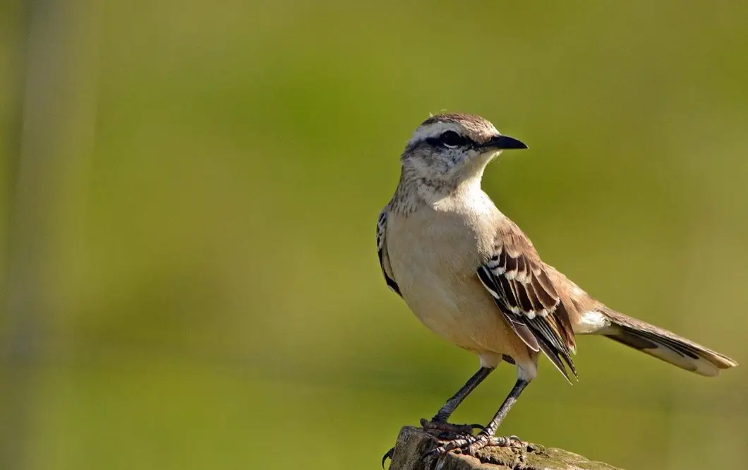 calandria es inteligente - Qué significa tener una calandria en su casa