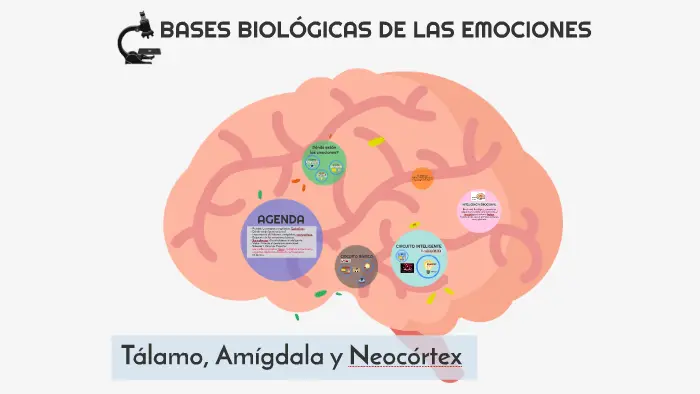 inteligencia emocional relacion con bases biologicas - Qué son las bases biologicas de las emociones