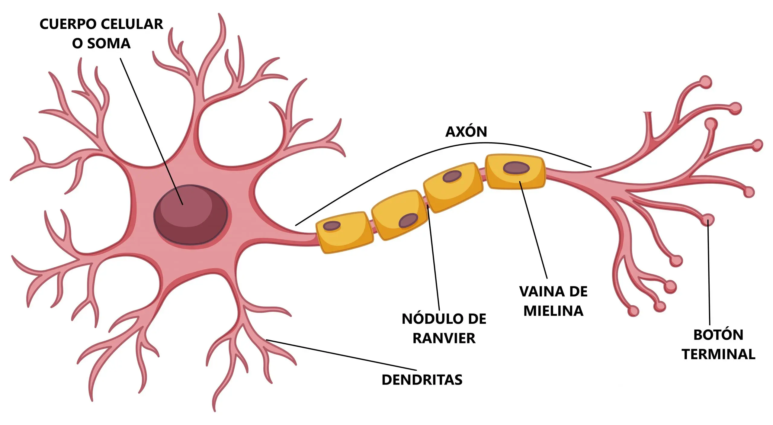 celulas gliales y la inteligencia - Qué son las células gliales del sistema nervioso
