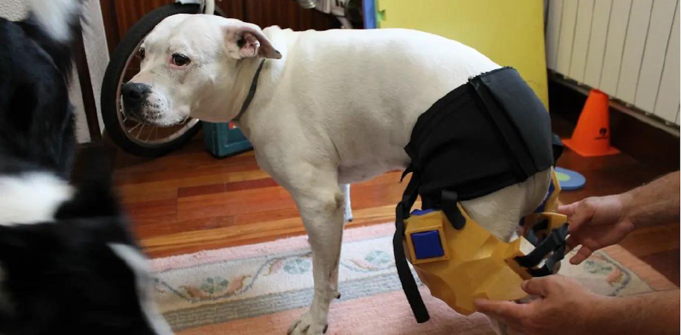 animales con prtoecis inteligentes - Qué son las prótesis para animales