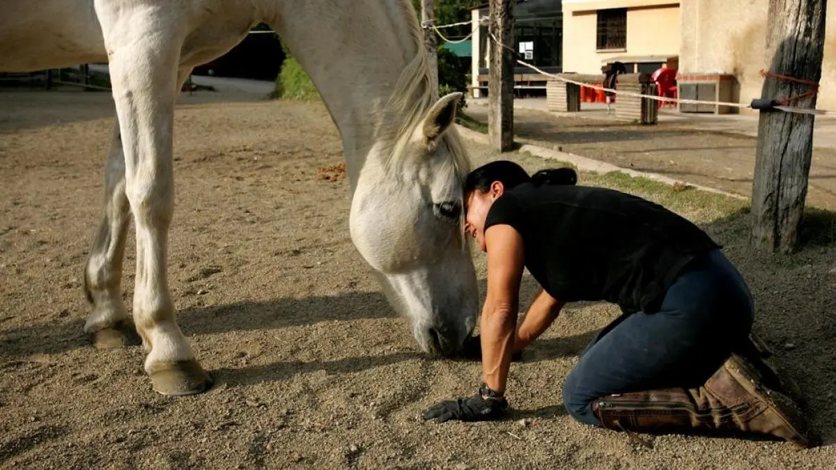 La inteligencia de los caballos - Qué tan buena memoria tienen los caballos inteligencia de los caballos - Qué tan buena memoria tienen los caballos