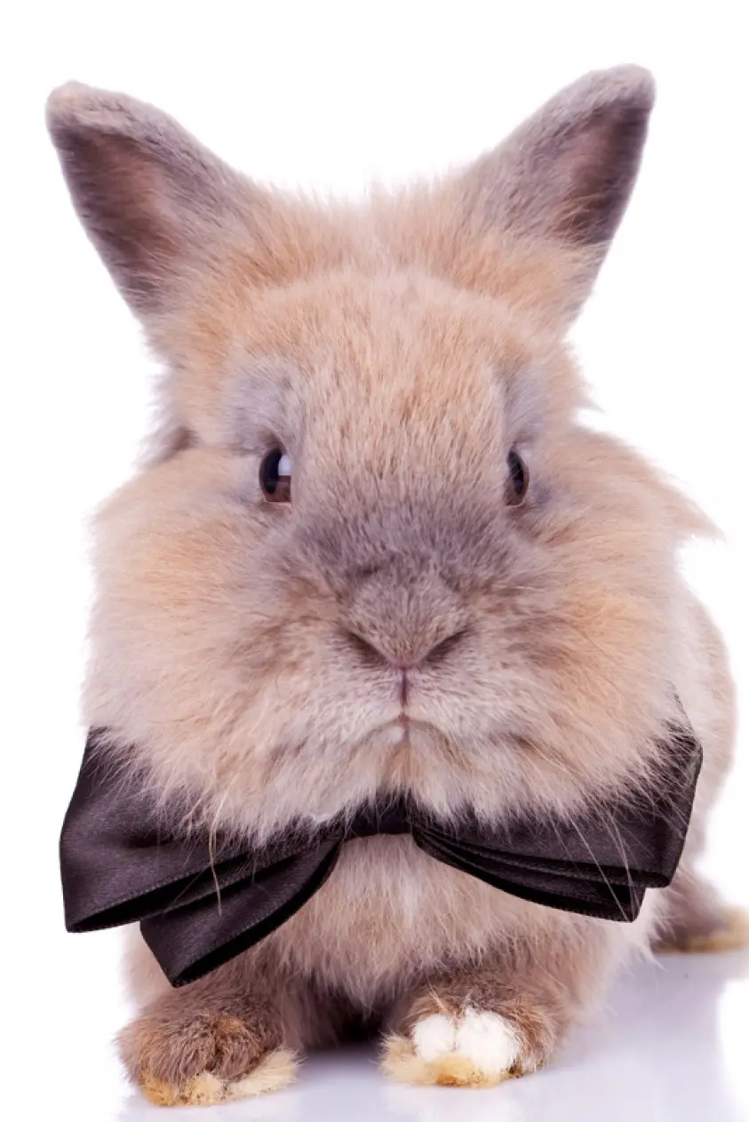 inteligencia de los conejos - Qué tan buena memoria tienen los conejos