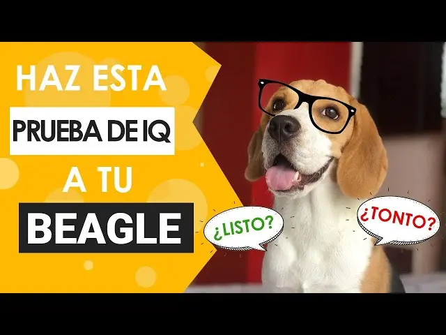 Los Beagles son inteligentes - Qué tan bueno es el beagle los beagles son inteligentes - Qué tan bueno es el beagle