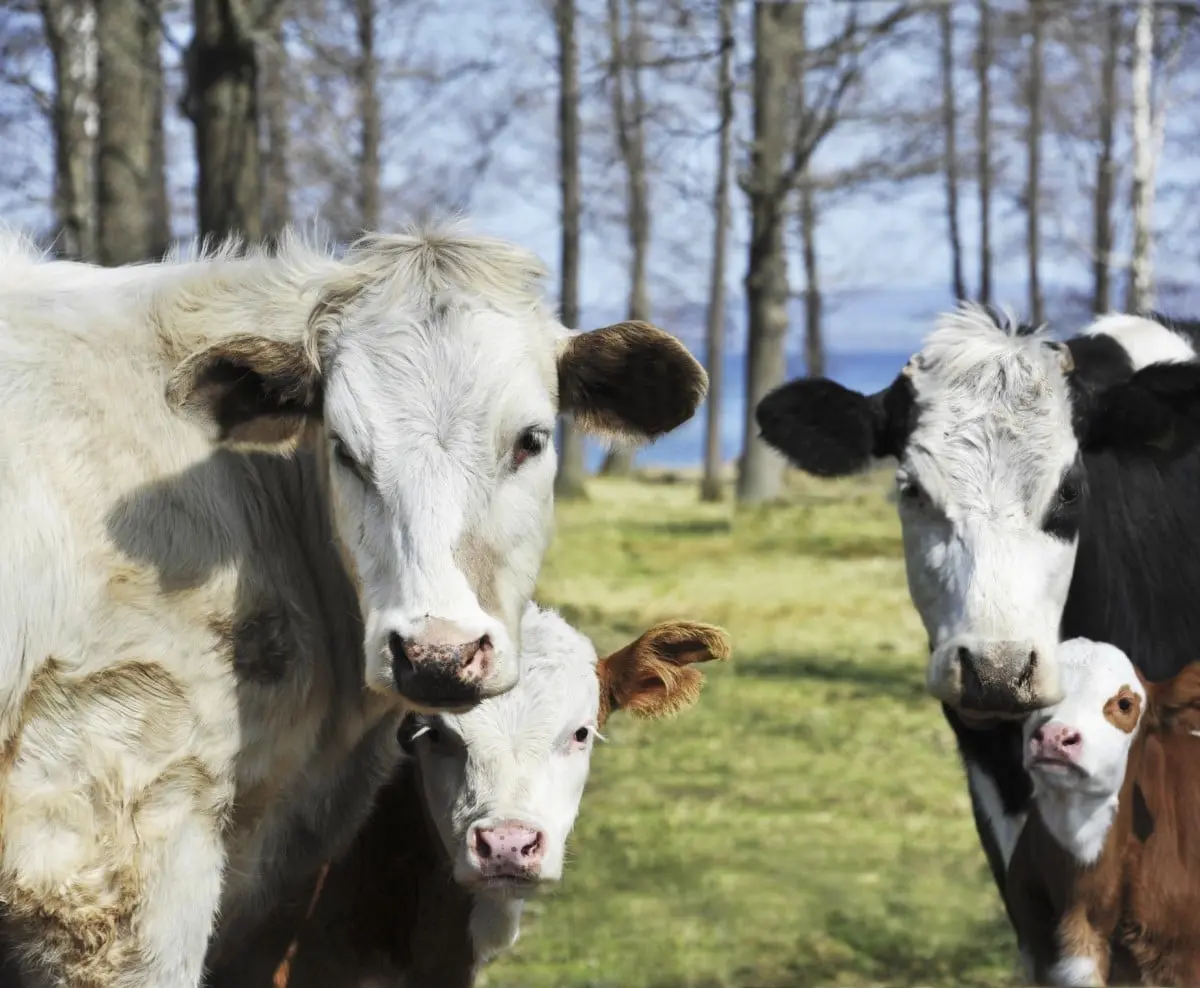 inteligencia de las vacas - Qué tan conscientes son las vacas