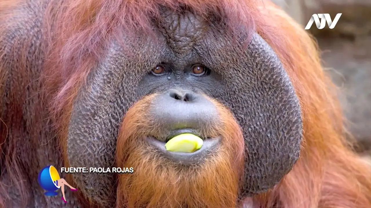 el orangutan mas inteligente - Qué tan inteligente es el orangután