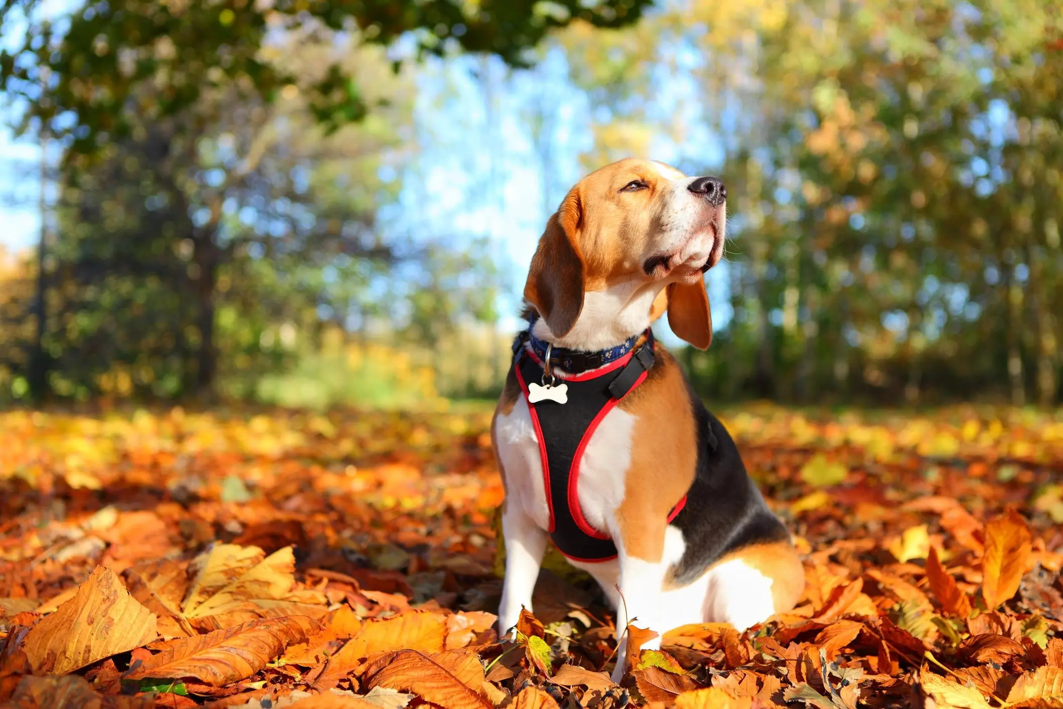 beagle inteligencia - Qué tan inteligente es un beagle