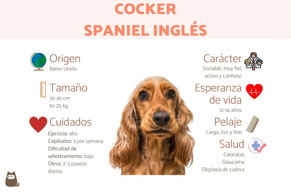 cocker numero de inteligencia - Qué tan inteligente es un cocker spaniel