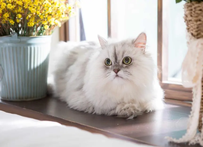 los gatos persas son inteligentes - Qué tan inteligente es un gato persa