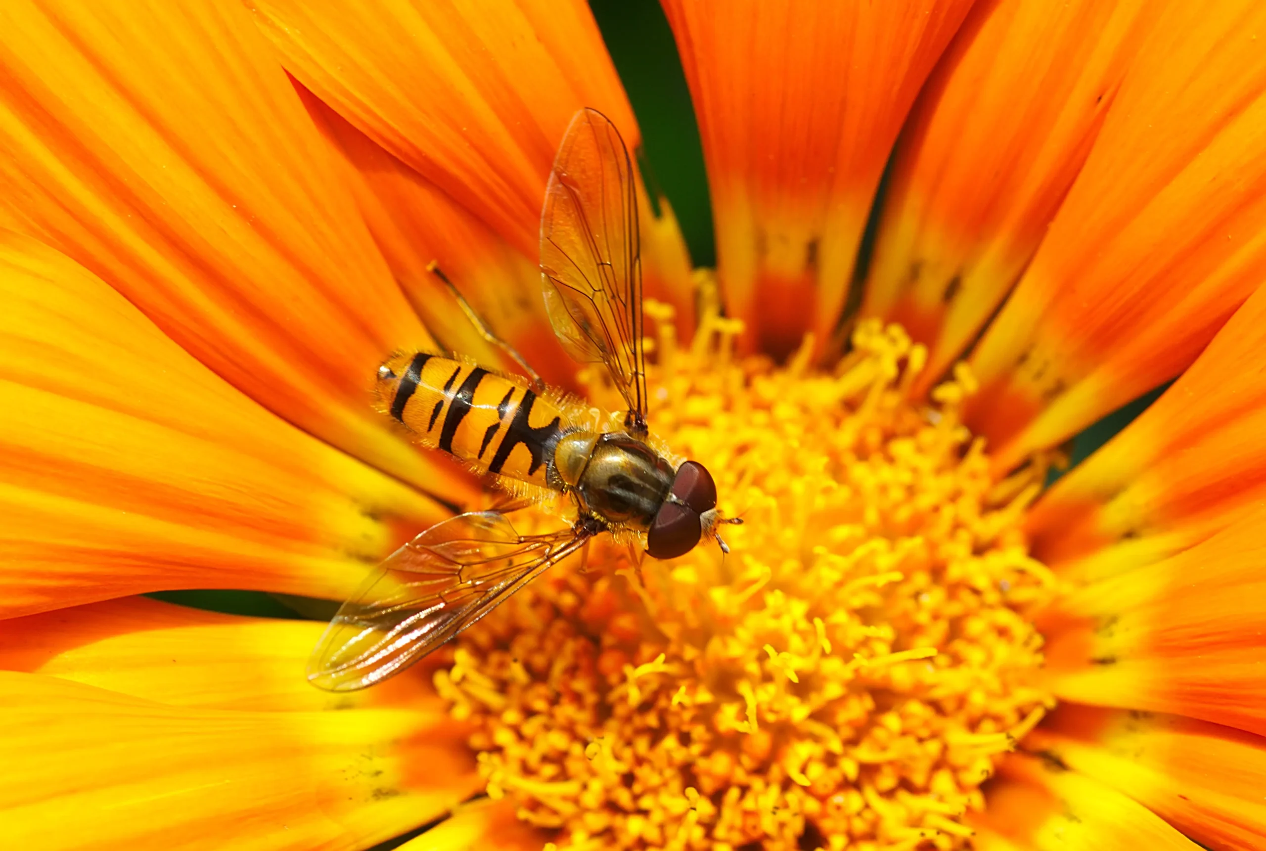 El insecto más inteligente: ¿cómo se comparan con los animales de mayor tamaño? - Qué tan inteligente es un insecto insecto mas inteligente - Qué tan inteligente es un insecto