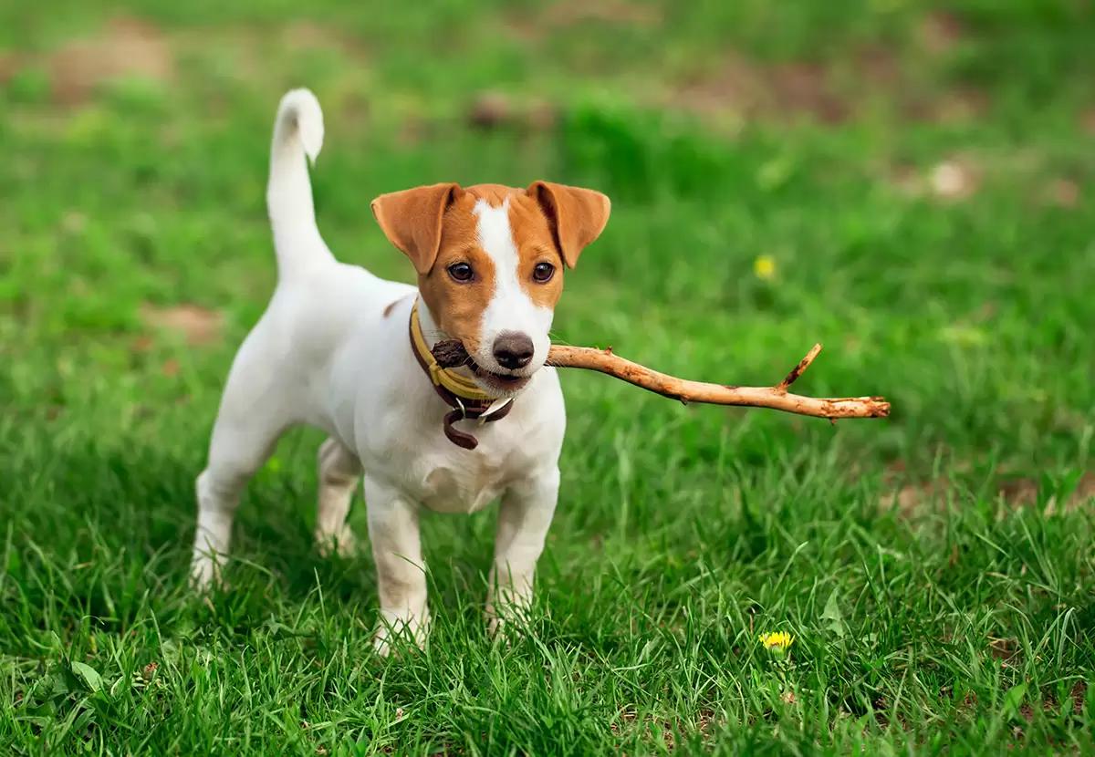 El Jack Russell Terrier: un perro muy inteligente - Qué tan inteligente es un Jack Russell el jack russell es inteligente - Qué tan inteligente es un Jack Russell