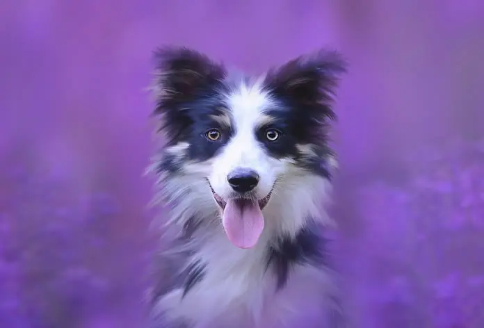ranking de inteligencia canina yorkshire - Qué tan inteligente es un Yorkshire
