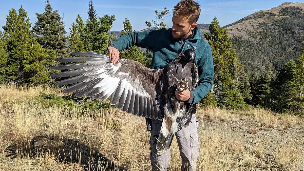 Águila arpía: una muestra de inteligencia en el reino animal - Qué tan inteligentes son las águilas reales aguila arpia inteligencia - Qué tan inteligentes son las águilas reales