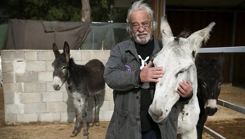 quien es mas inteligente el burro o el caballo - Qué tan inteligentes son los burros