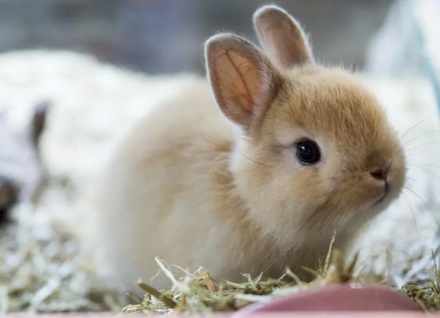 El conejo Mini Lop es inteligente y adorable - Qué tan inteligentes son los conejos enanos el conejo mini lop es inteligente - Qué tan inteligentes son los conejos enanos