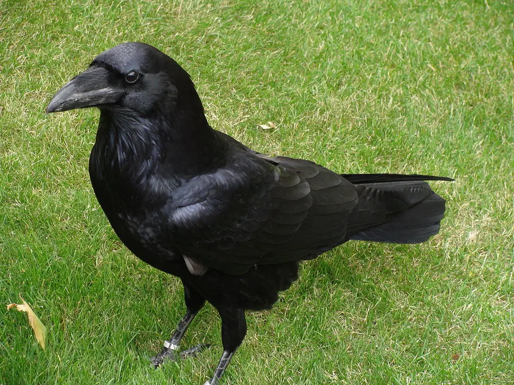 cuervo animal inteligente - Qué tan inteligentes son los cuervos