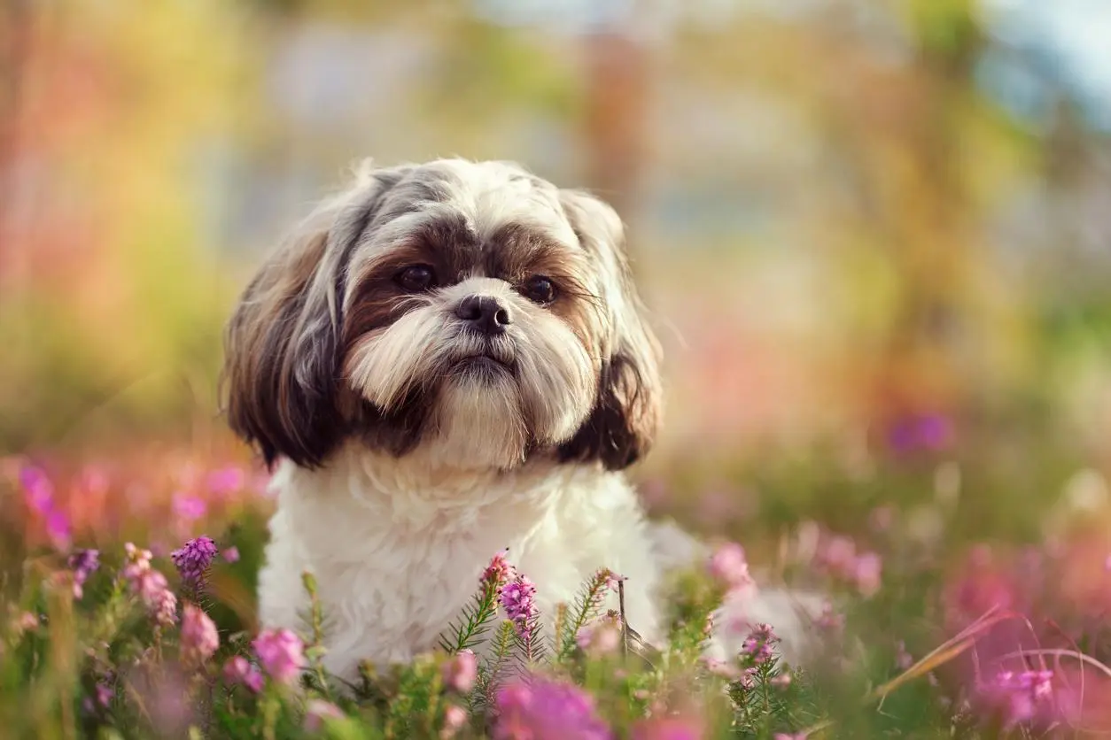 chitsu perros mas inteligentes - Qué tan inteligentes son los perros de raza Shih Tzu