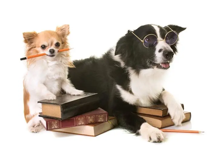 inteligencia canina - Qué tan inteligentes son los perros en comparación con otros animales
