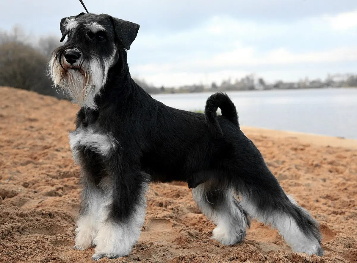 schnauzer gigante inteligencia - Qué tan inteligentes son los schnauzer miniatura