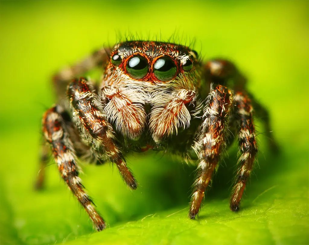 araña inteligente que come otras arañas - Qué tan venenosa es la araña saltarina