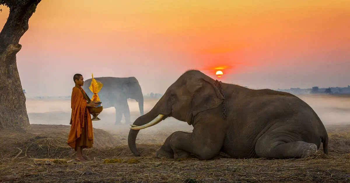 elefantes inteligencia - Qué tanta memoria tienen los elefantes