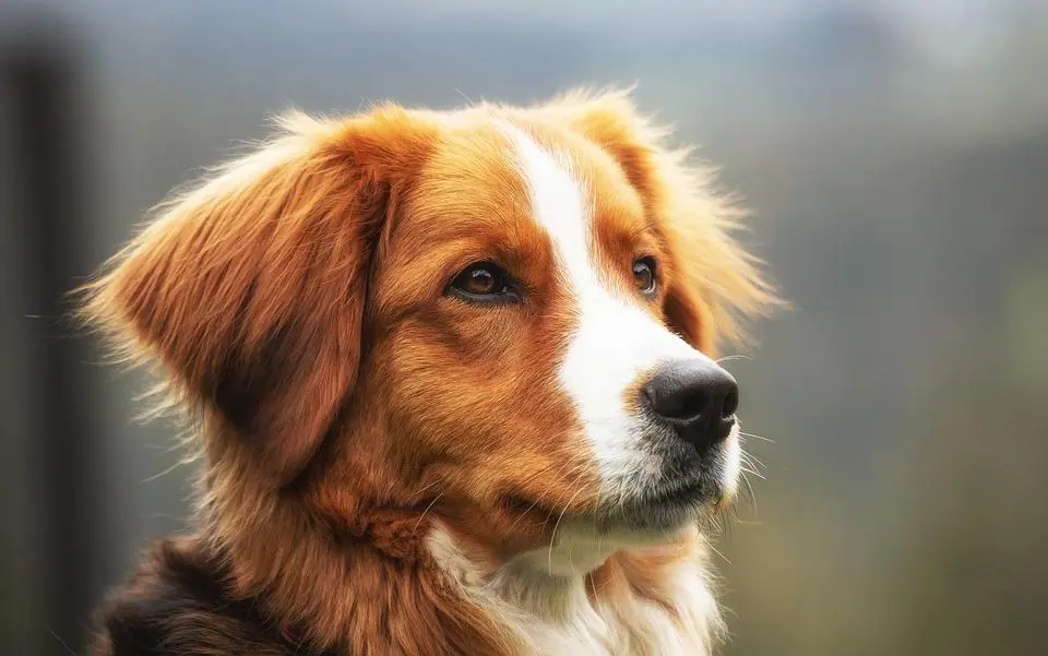 los perros son inteligentes o actúan por instinto - Qué tanto puede pensar un perro