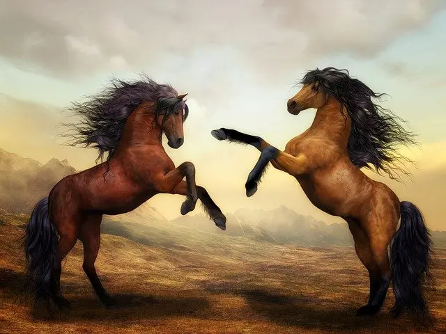 La inteligencia de los caballos - Qué tiene de especial el caballo inteligencia de los caballos - Qué tiene de especial el caballo