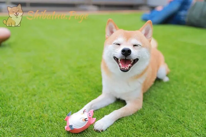 shiba inu inteligencia - Qué tiene de especial shiba inu