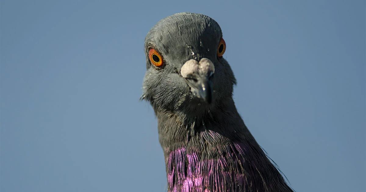 inteligencia de las palomas - Que tienen de especial las palomas