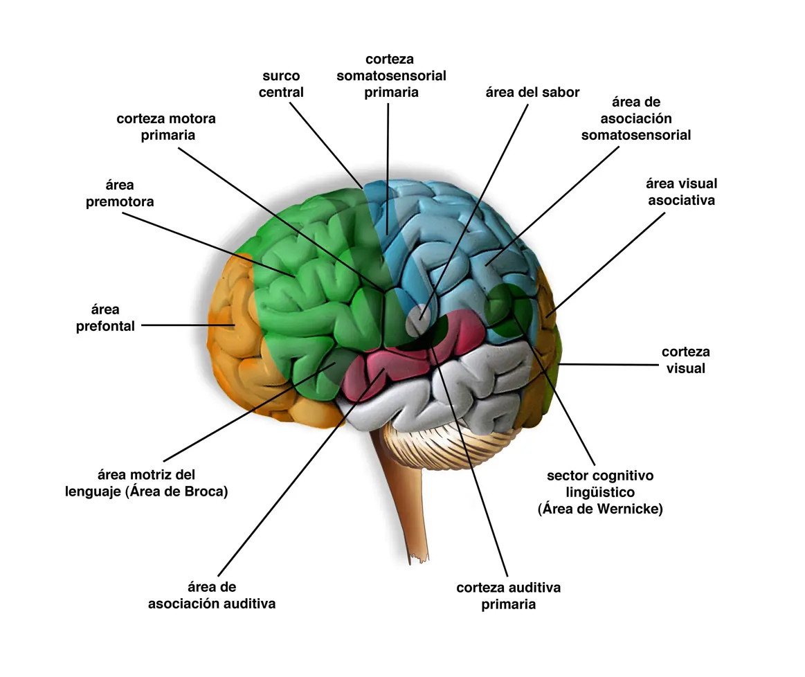 ubicacion de las inteligencias multiples en el cerebro - Qué tipo de inteligencias desarrolla el hemisferio derecho