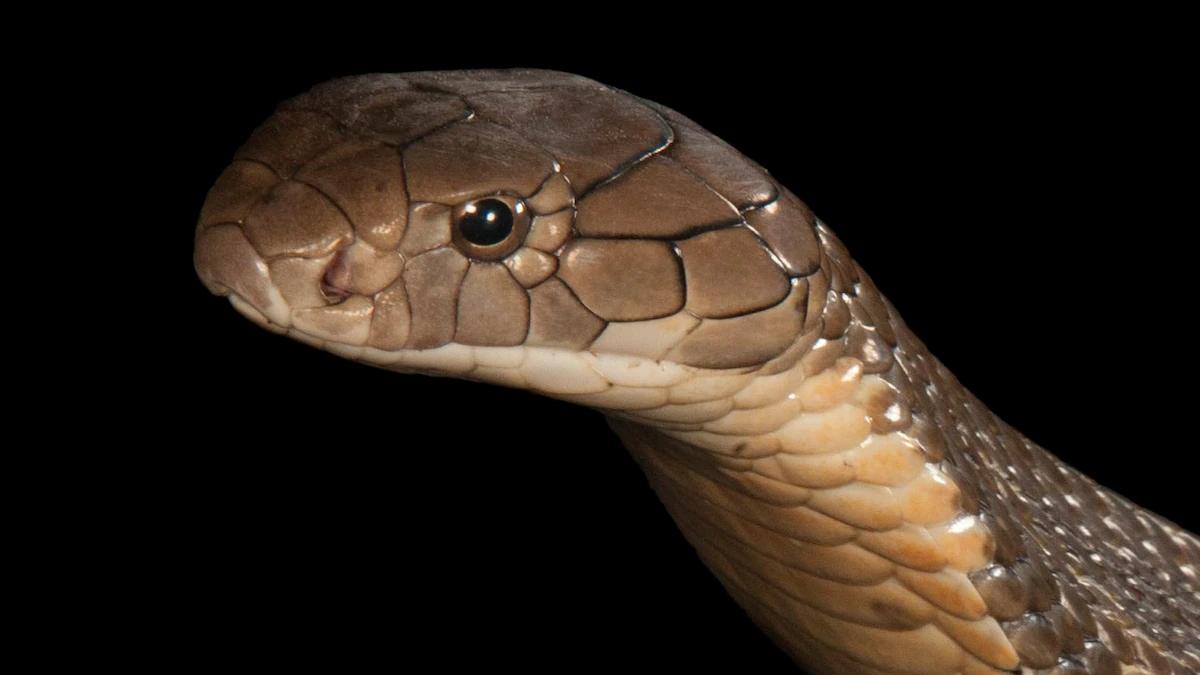 serpiente inteligente - Quién es el rey de todas las serpientes