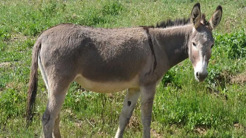 el burro es un animal inteligente - Quién es más listo un burro o un caballo