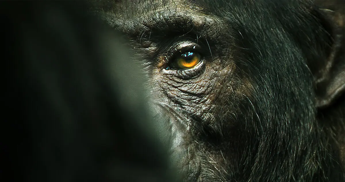 documental de la inteligencia del monos netflix - Quién narró El imperio de los chimpancés en Netflix