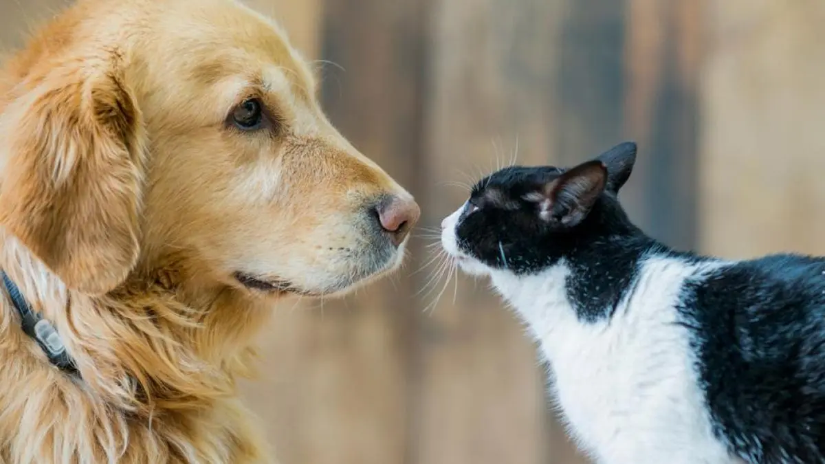 inteligencia gato vs perro - Quién tiene el cerebro más grande el perro o el gato