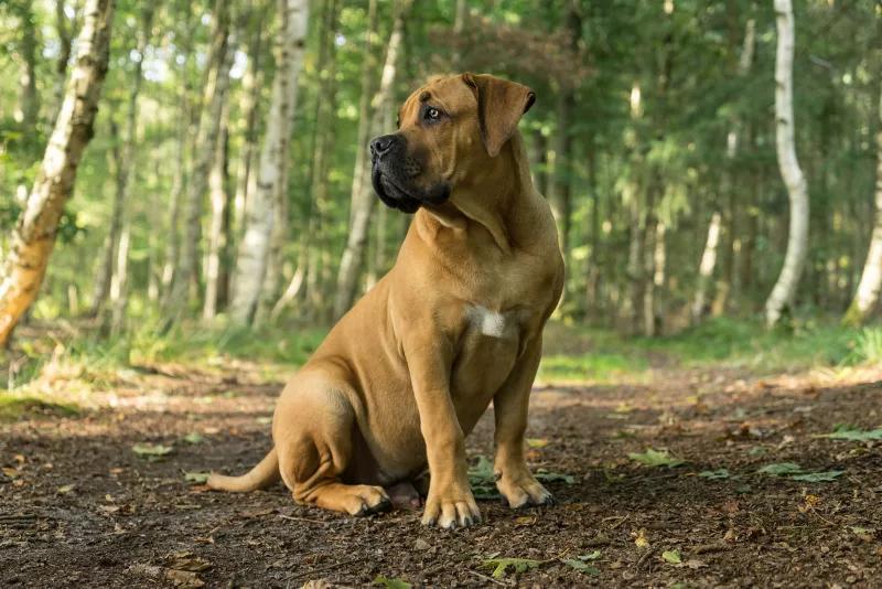 Características e inteligencia del Boerboel - Se puede dejar en paz a Boerboel boerboel caracteristicas inteligencia - Se puede dejar en paz a Boerboel