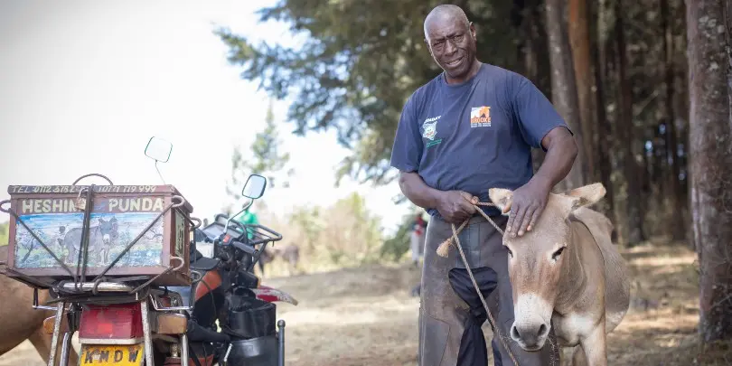 cuento sobre la honestidad elburro inteligente - Son los burros amigables con los humanos