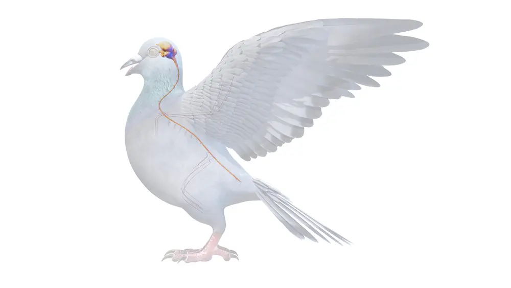 Las Aves Son Inteligentes: La Cognición de las Aves - Son los humanos más inteligentes que los pájaros las aves son inteligentes - Son los humanos más inteligentes que los pájaros