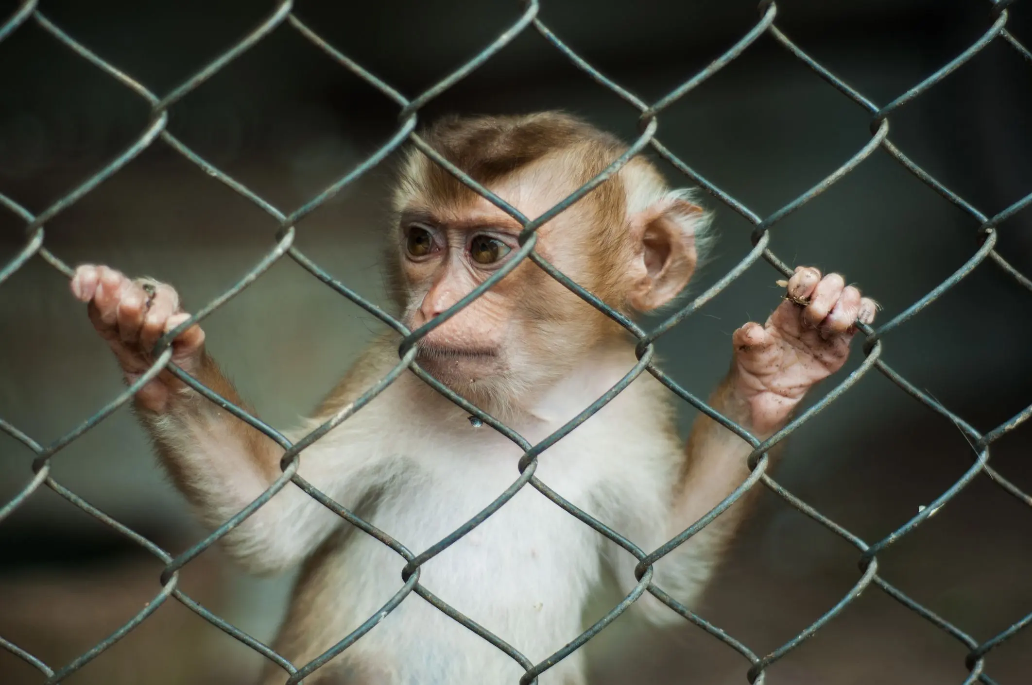 el mono inteligente - Son los monos amigables con los humanos